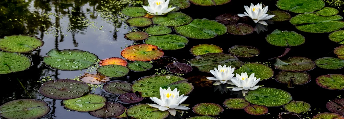 Seerosen auf einem Teich
